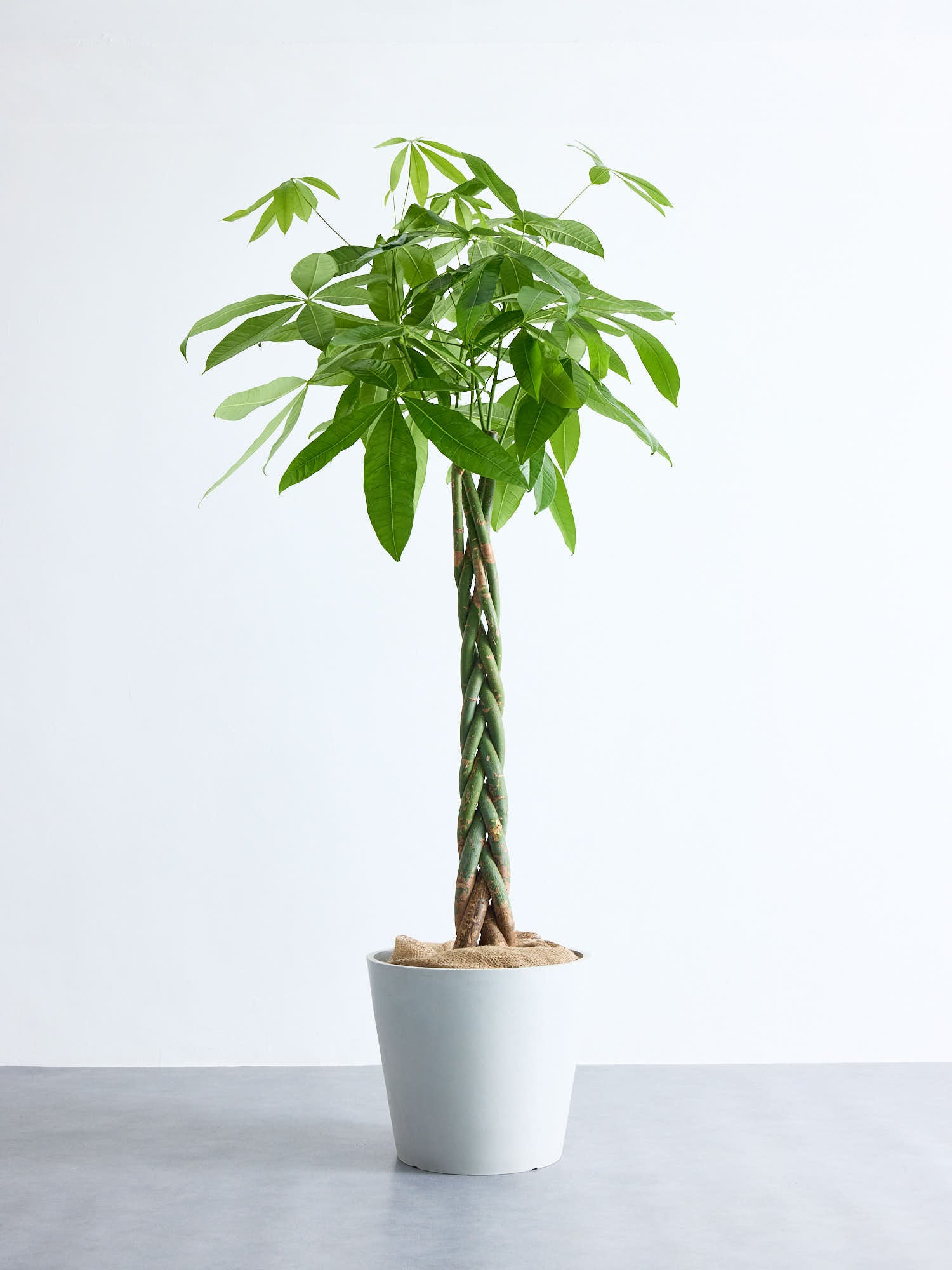 パキラ植物 パキラ ねじり XL 【首都圏限定】 | 観葉植物の通販 AND PLANTS