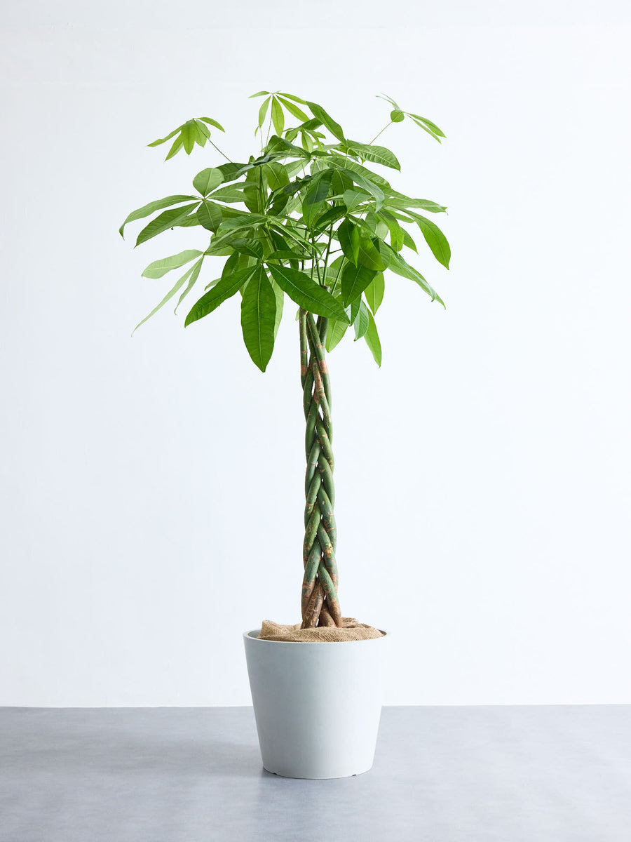 パキラ 13号 | 観葉植物の通販 AND PLANTS (アンドプランツ)