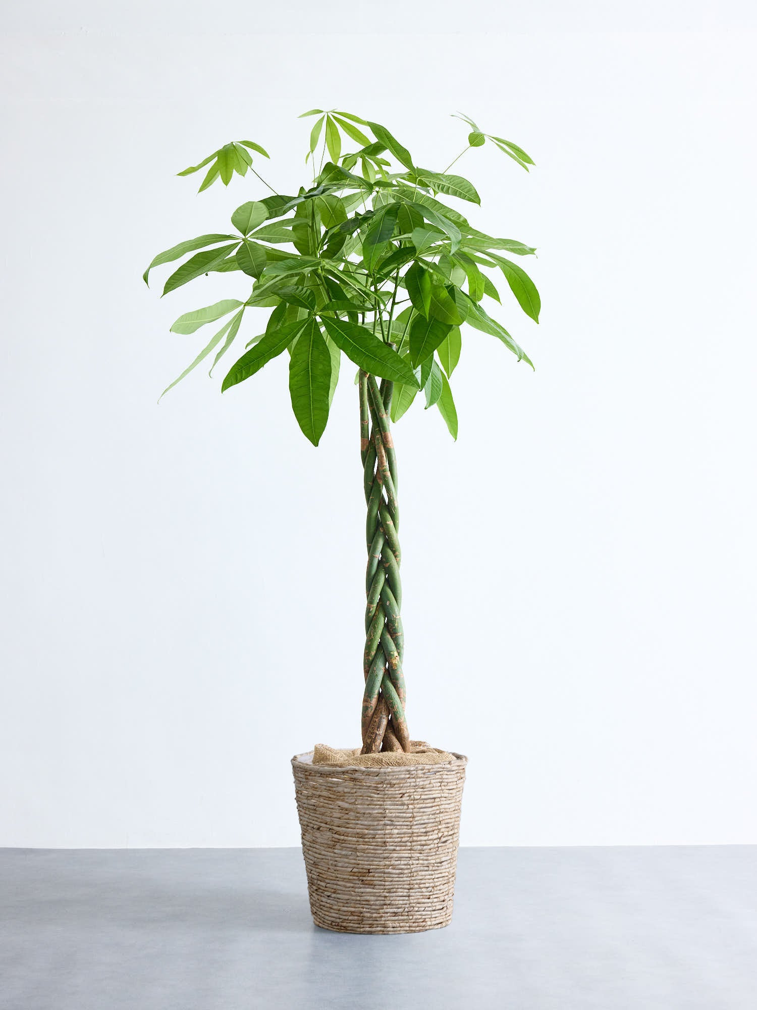 パキラ  ねじり XL 【首都圏限定】(バナナリーフバスケット ナチュラル)