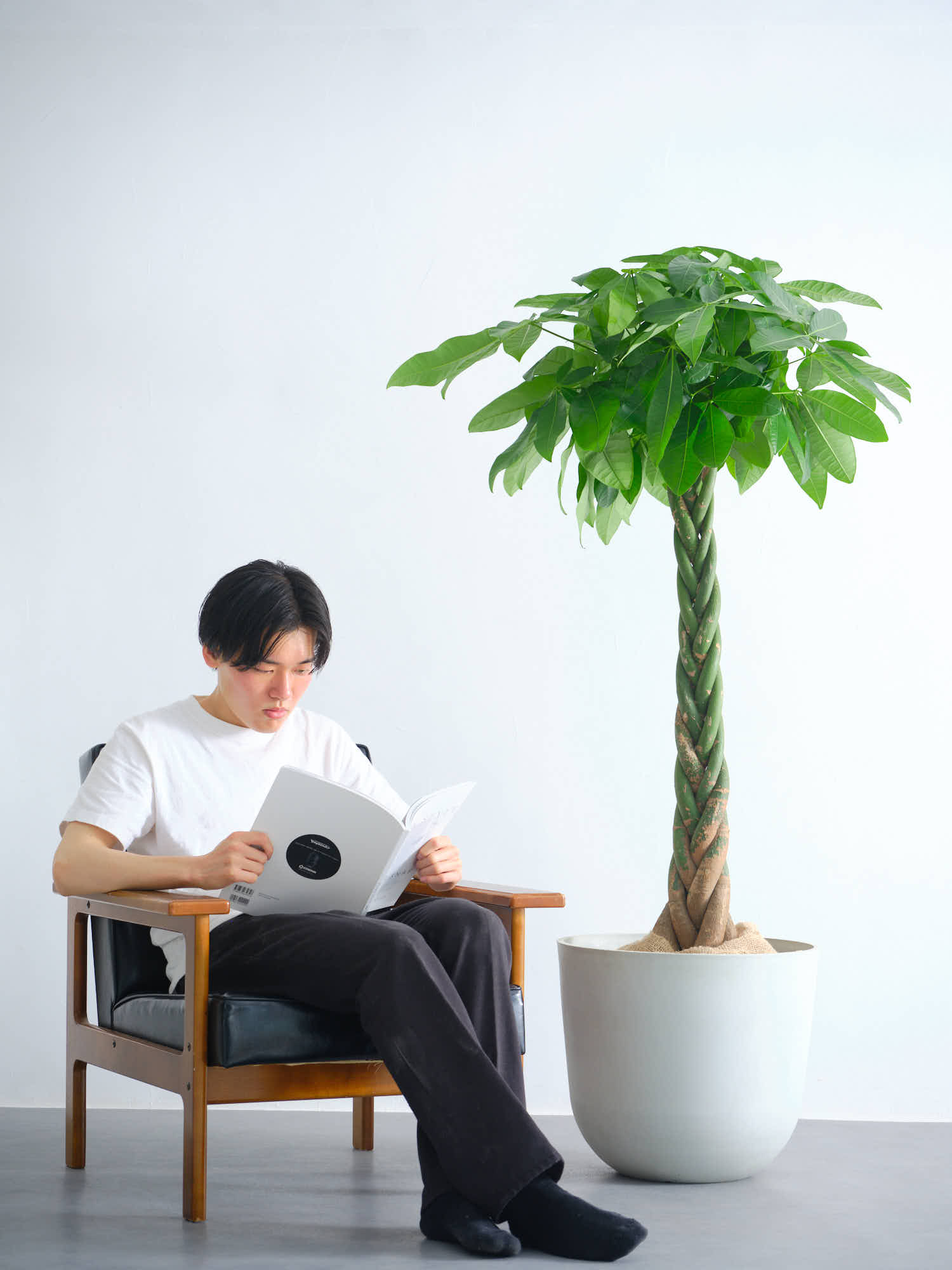 パキラ ねじり XL【全国発送可能】 | 観葉植物の通販 AND PLANTS