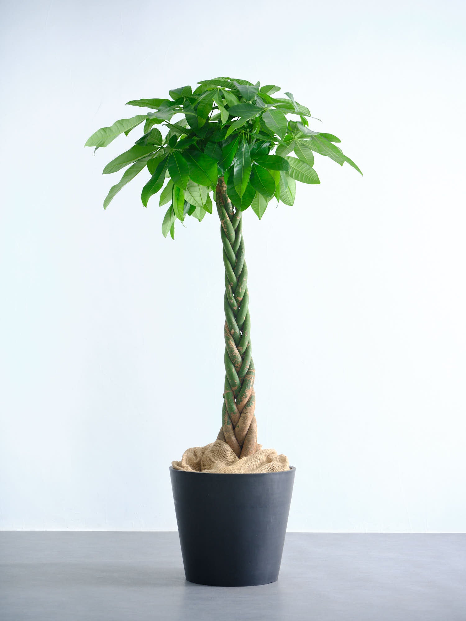 【ねじり幹の存在感◎】パキラ 大株 観葉植物＊育てやすく縁起も良いグリーン パキラ ねじり XL【全国発送可能】 | 観葉植物の通販 AND PLANTS