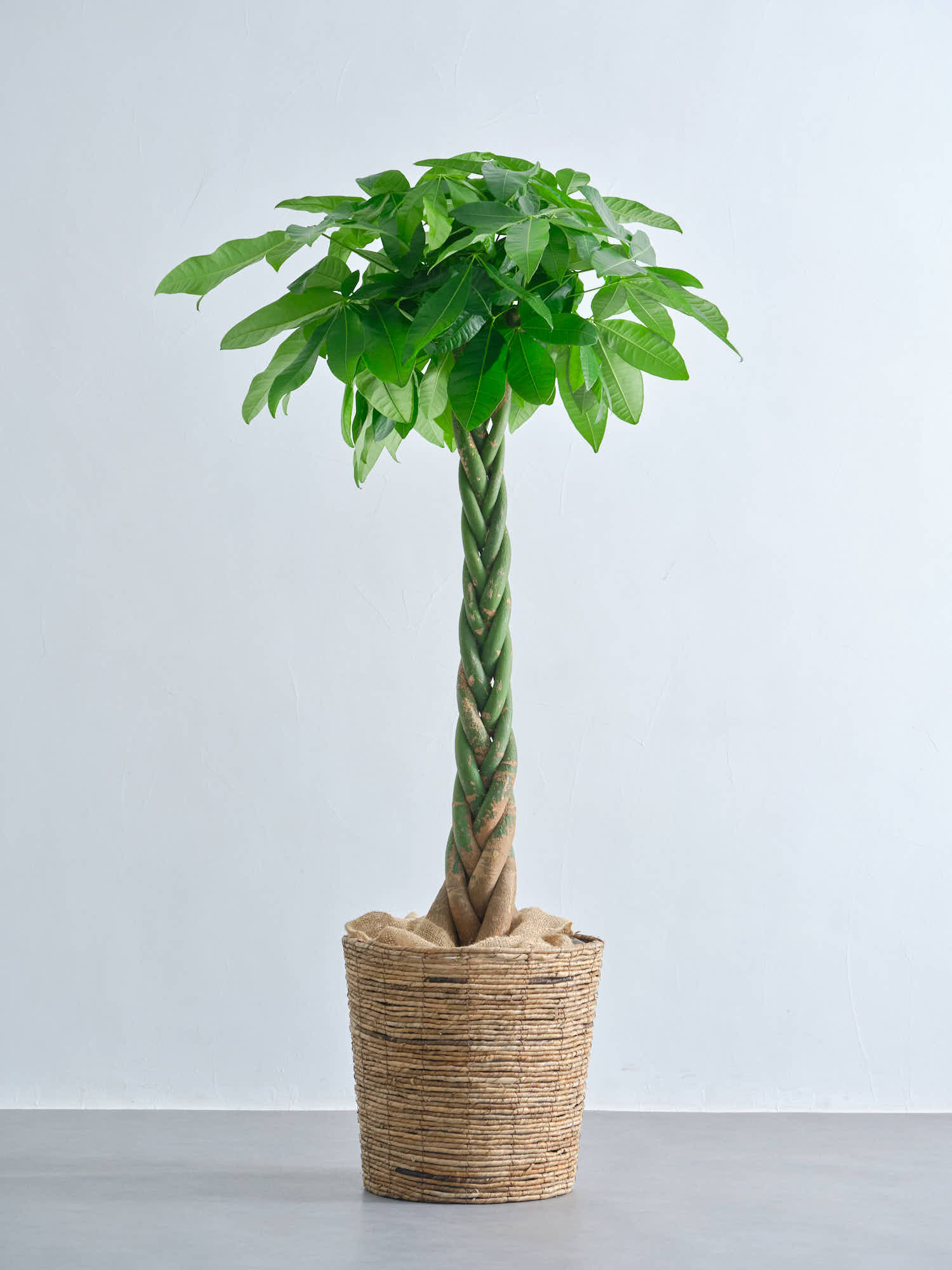 パキラ  ねじり XL 【全国発送可能】(バナナリーフバスケット ブラウン)