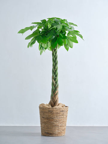 パキラ  ねじり XL 【全国発送可能】(バナナリーフバスケット ブラウン)