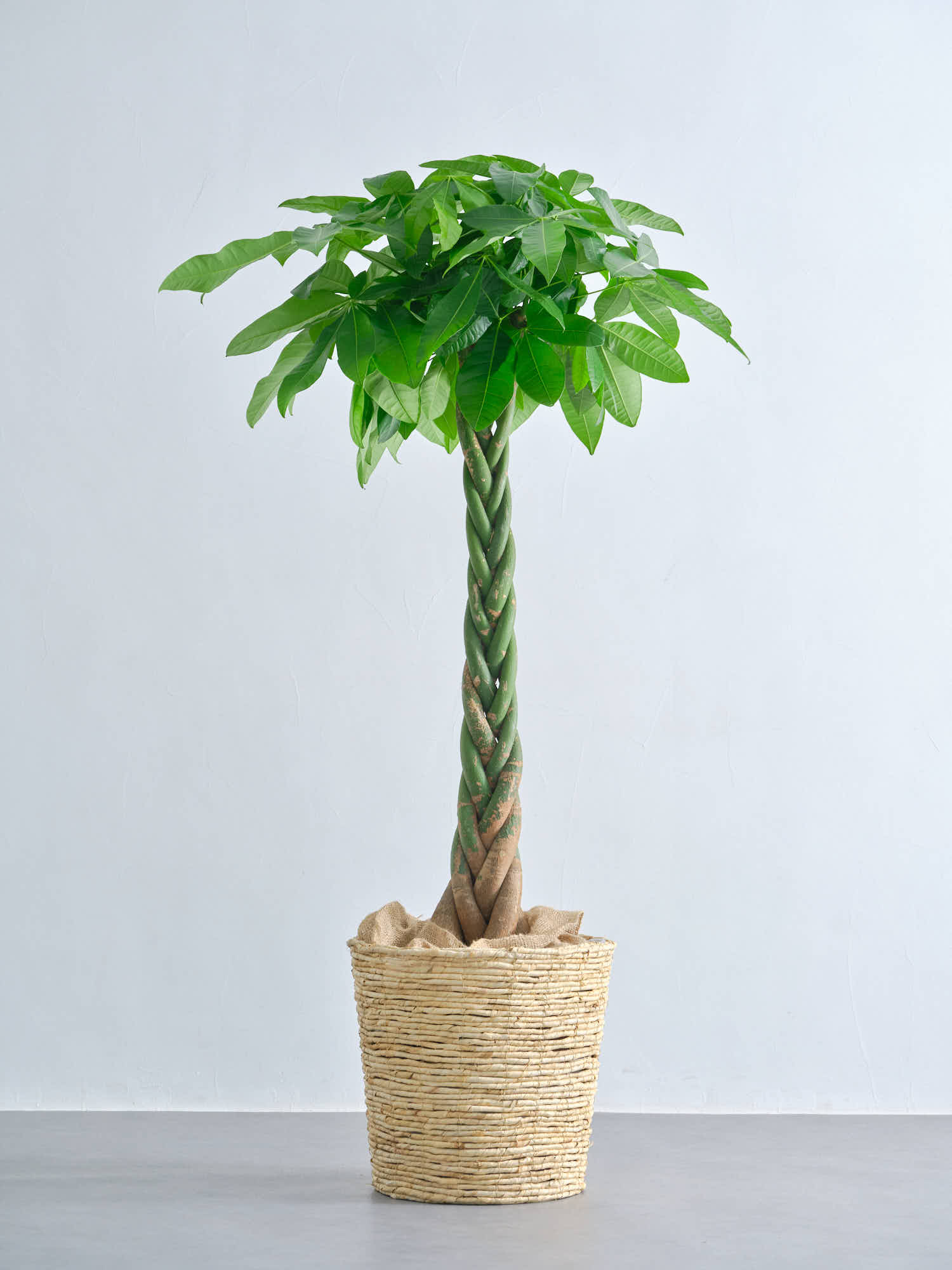 パキラ  ねじり XL 【全国発送可能】(バナナリーフバスケット ナチュラル)