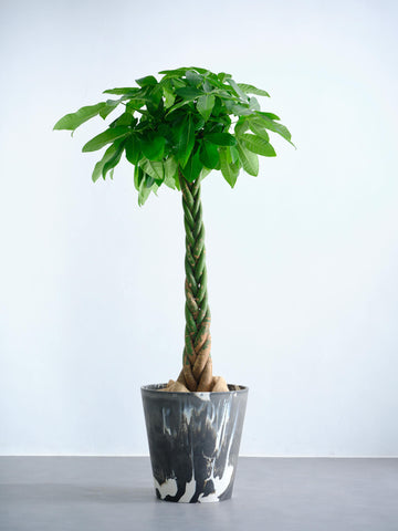 パキラ  ねじり XL 【全国発送可能】(樹脂ポット ブラックマーブル)