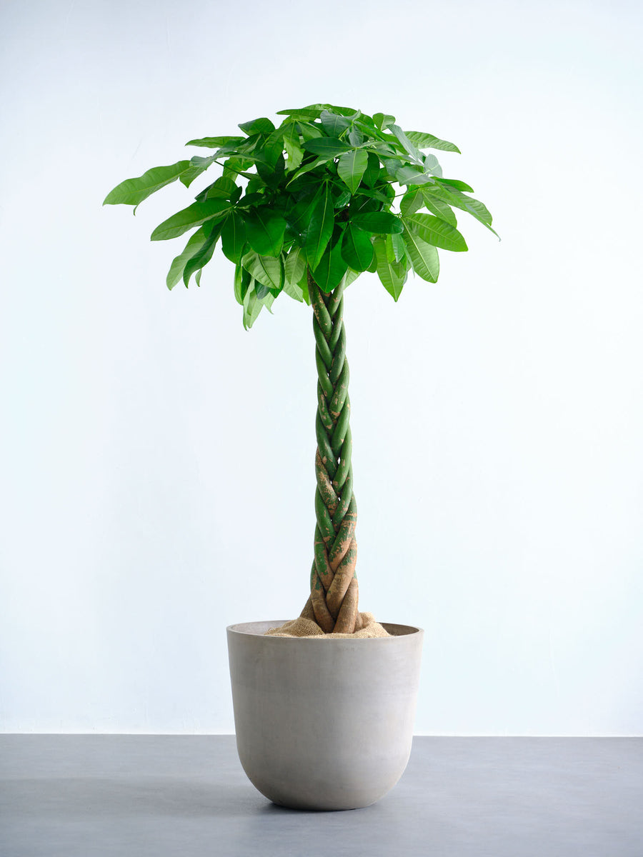 パキラ 15号 | 観葉植物の通販 AND PLANTS (アンドプランツ)