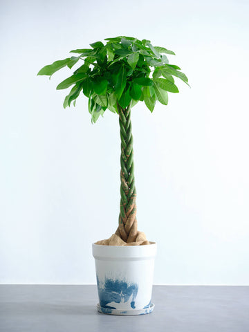 パキラ  ねじり XL 【全国発送可能】(アーバンプランツポット マーブルミルク)