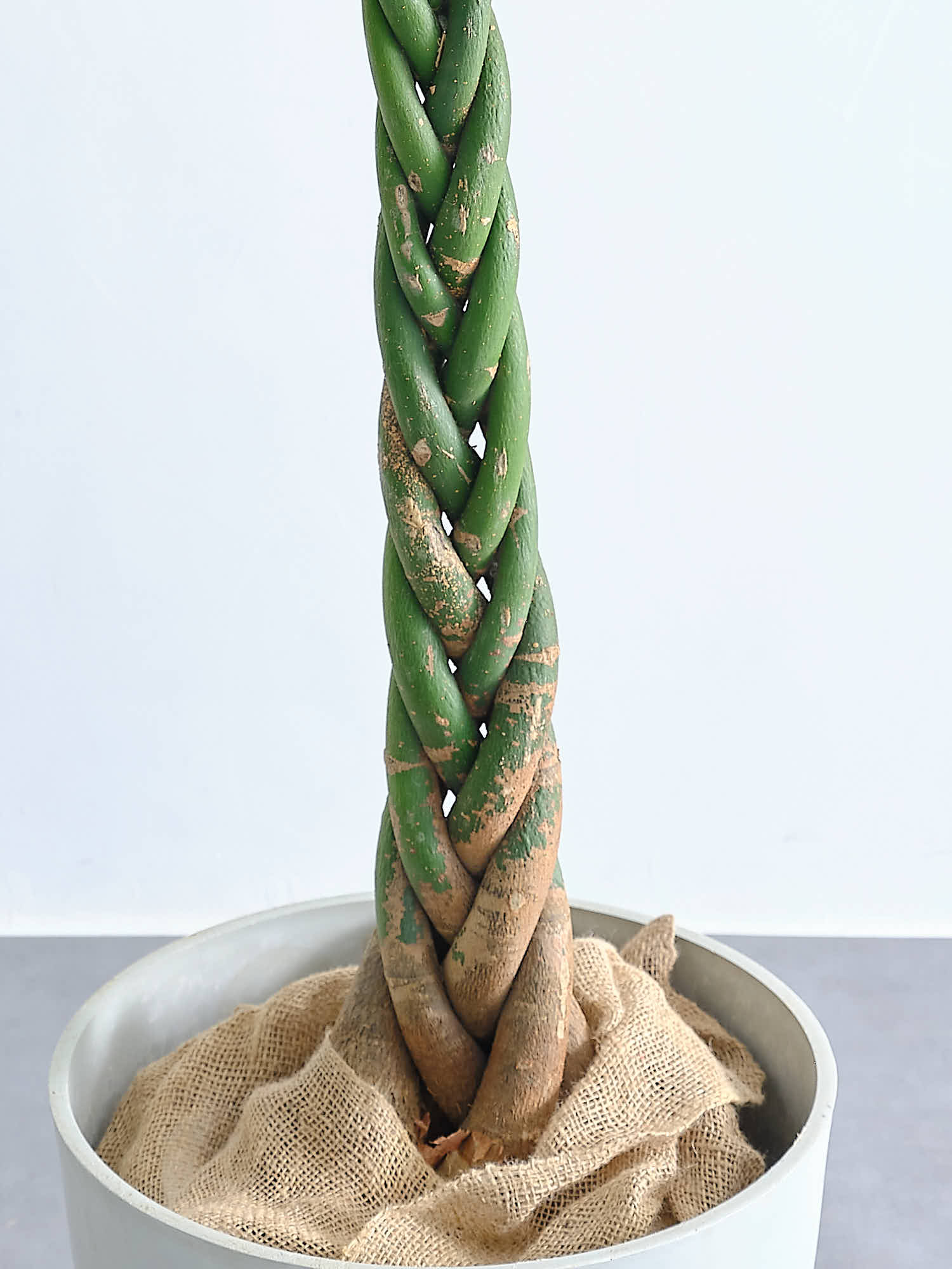パキラ ねじり XL【全国発送可能】 | 観葉植物の通販 AND PLANTS