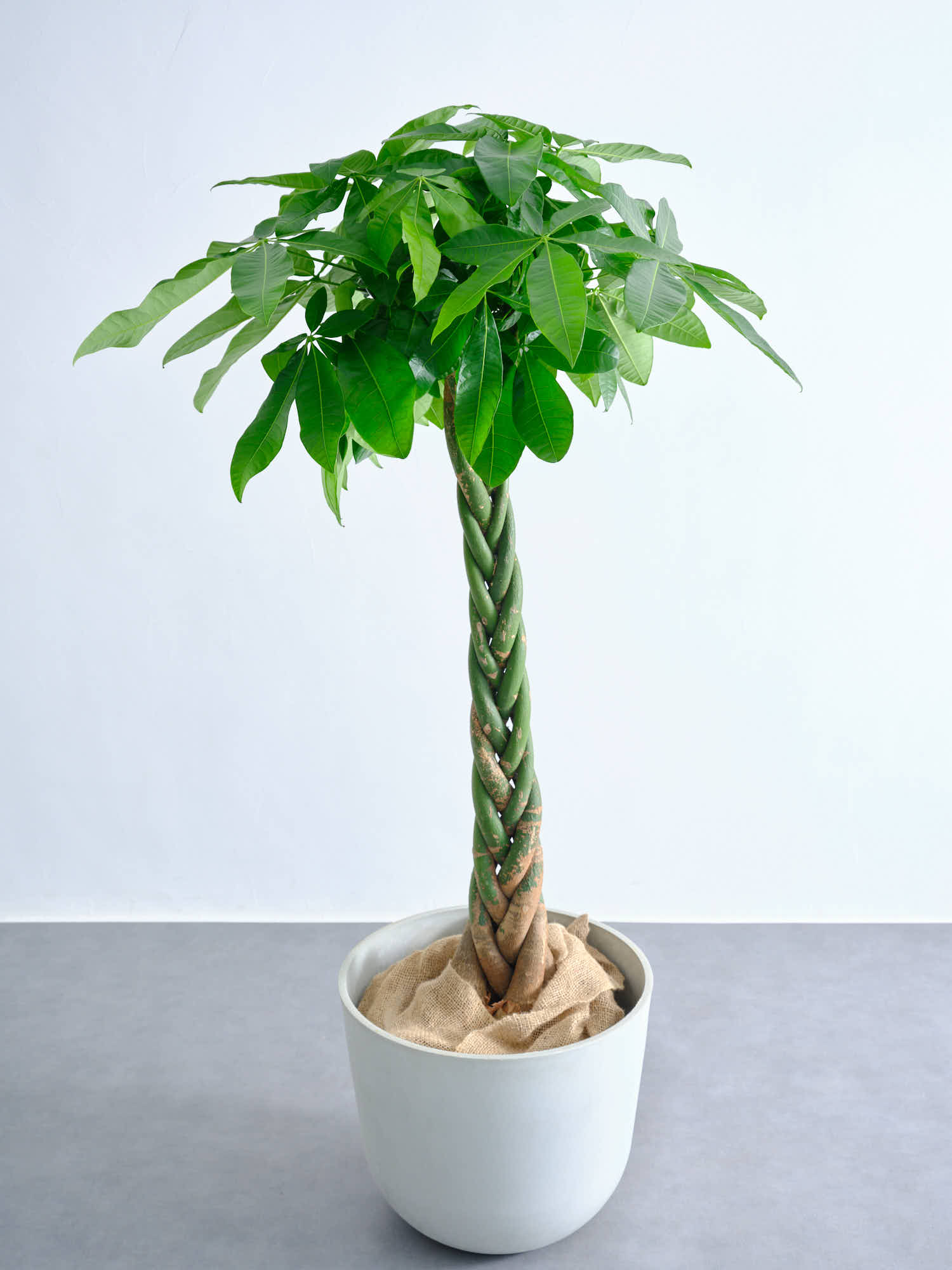 パキラ ねじり XL【全国発送可能】 | 観葉植物の通販 AND PLANTS