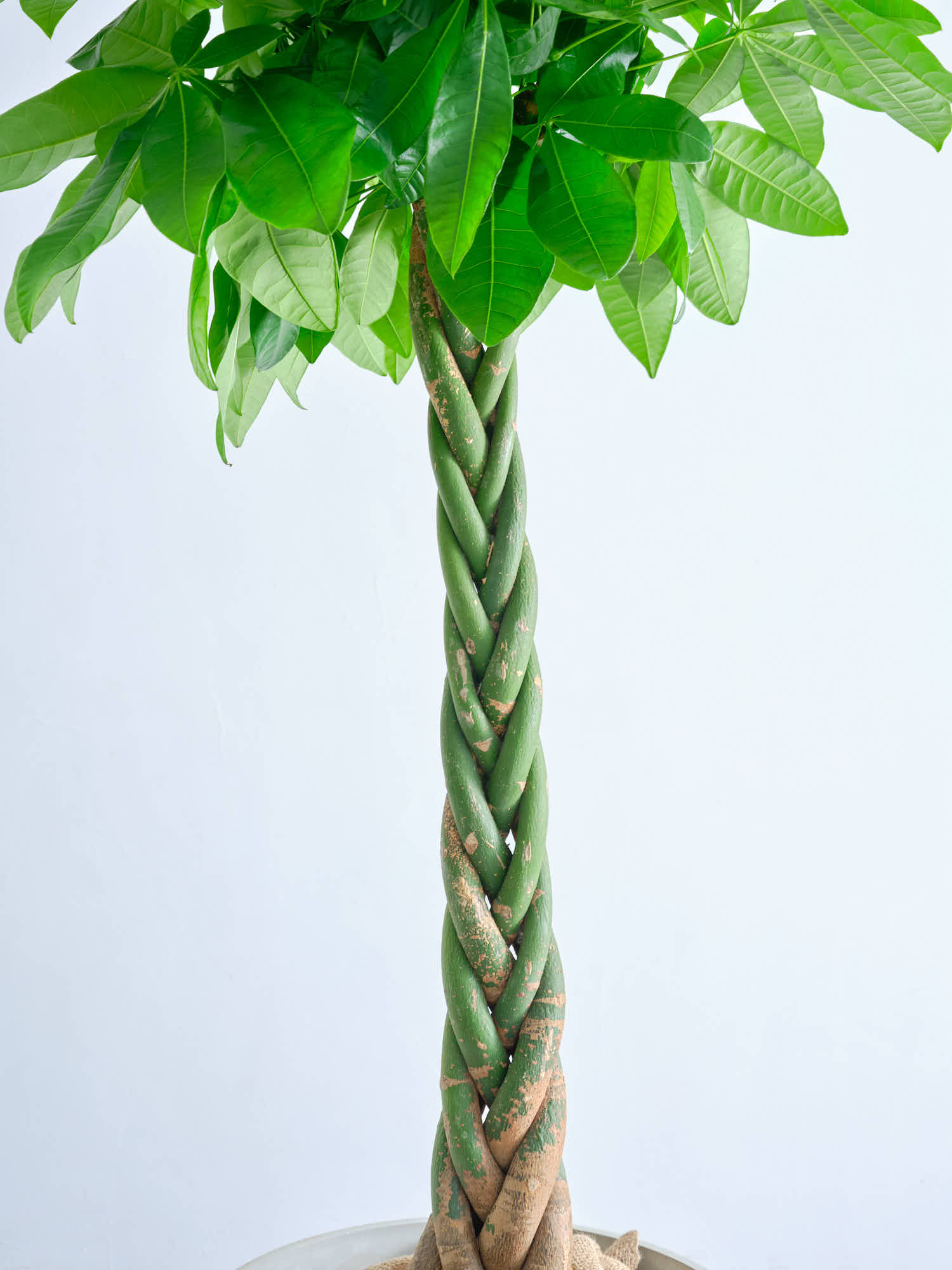 パキラ ねじり XL【全国発送可能】 | 観葉植物の通販 AND PLANTS