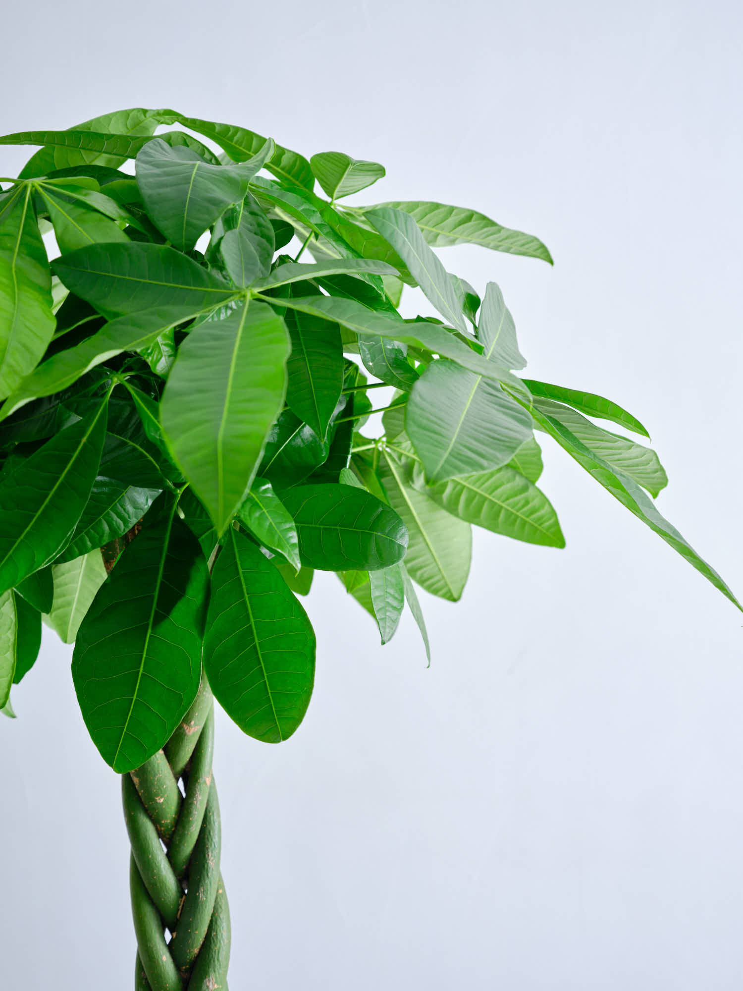 パキラ ねじり XL【全国発送可能】 | 観葉植物の通販 AND PLANTS