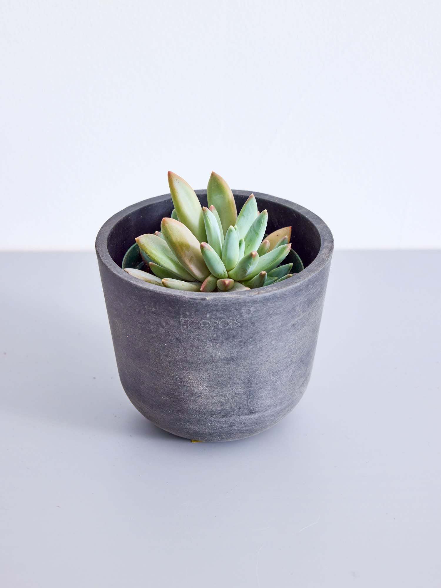 パキフィツム・ロンギフォリウム Table-S| 観葉植物通販 AND PLANTS 
