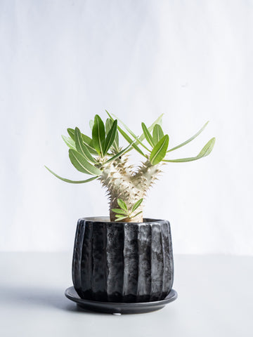 【一点もの】パキポディウム・デンシフローラム Table-M #6