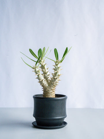 【一点もの】パキポディウム・デンシフローラム Table-M #3