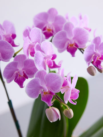 【母の日】胡蝶蘭ミディ 2本立 Table-M ピンク
