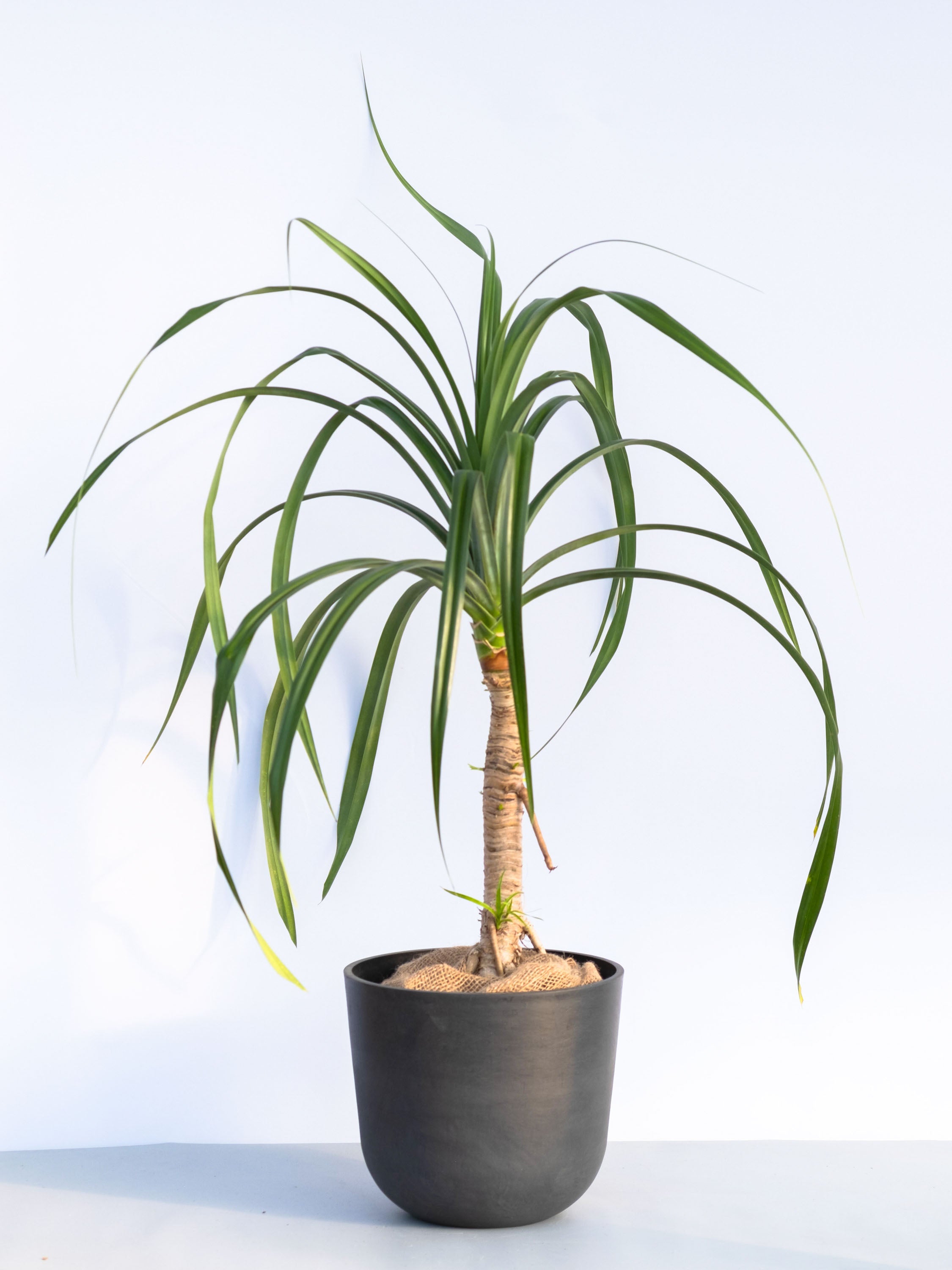 【一点もの】タコノキ L #1