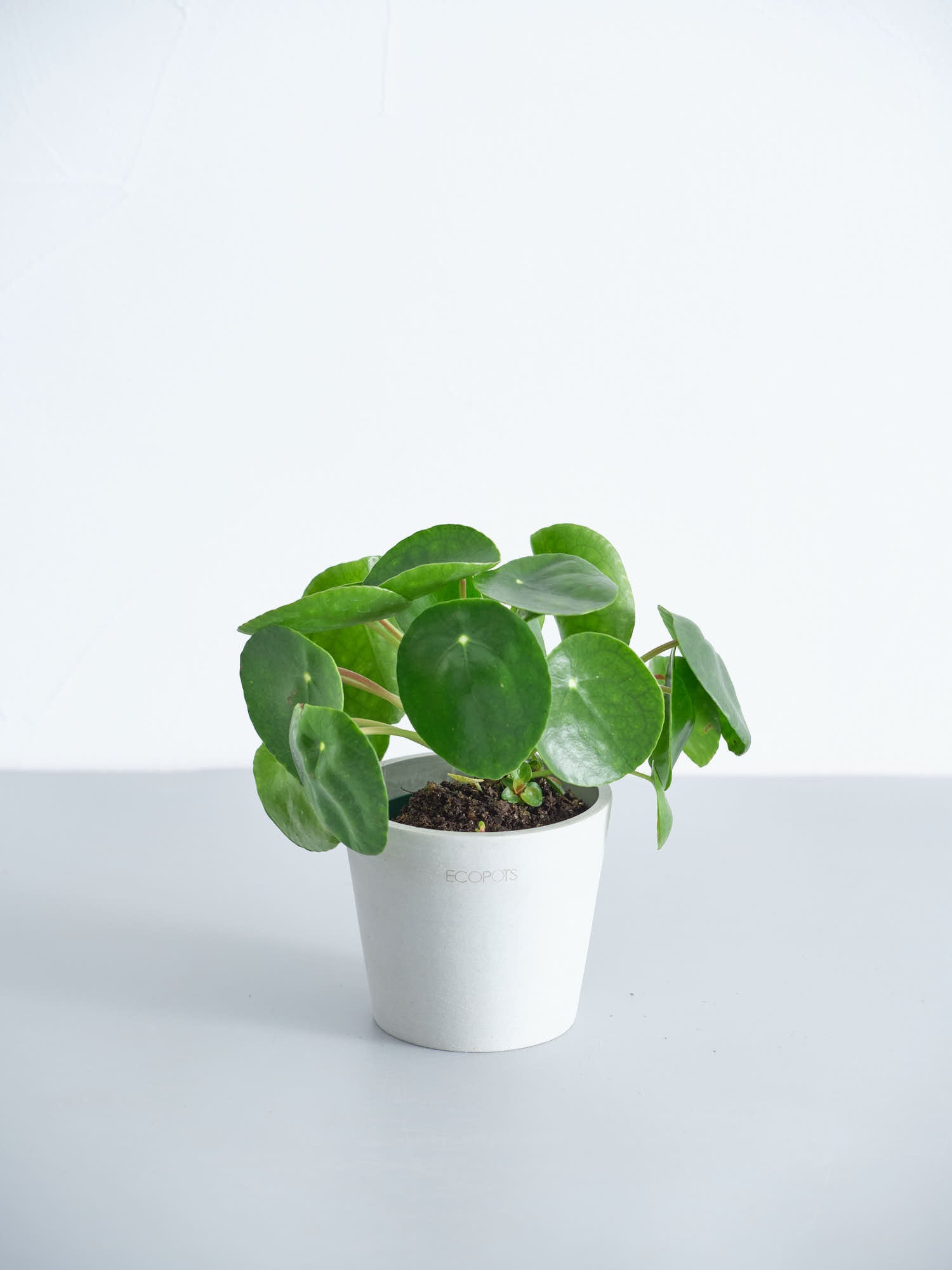 ピレア・ペペロミオイデス Table-S | 観葉植物の通販 AND PLANTS