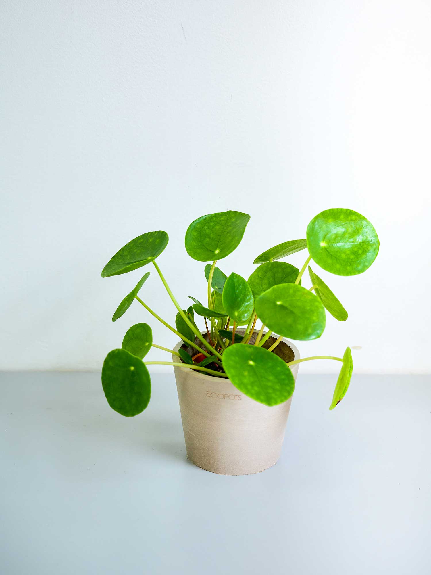 ピレア・ペペロミオイデス Table-S | 観葉植物の通販 AND PLANTS