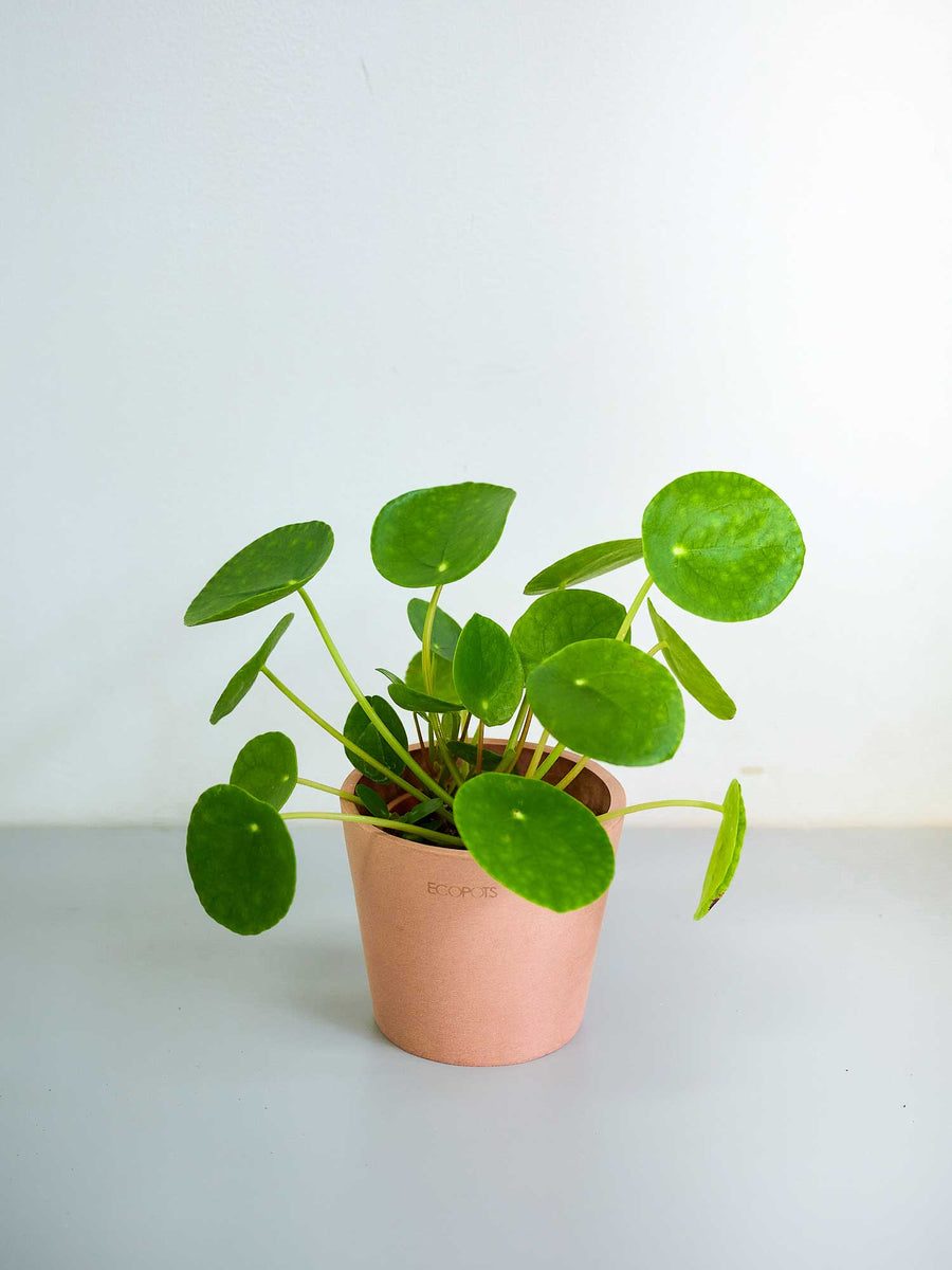 ペペロミア 3号 | 観葉植物の通販 AND PLANTS (アンドプランツ)