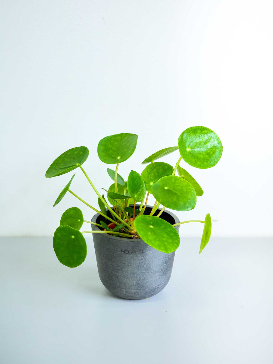 ペペロミア 3号 | 観葉植物の通販 AND PLANTS (アンドプランツ)