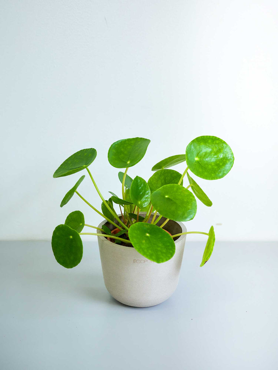 ペペロミア 3号 | 観葉植物の通販 AND PLANTS (アンドプランツ)
