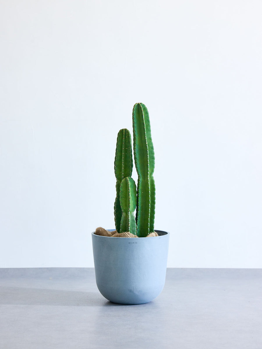 柱サボテン　欲しいところ言ってください 柱サボテン | 観葉植物の通販 AND PLANTS (アンドプランツ)