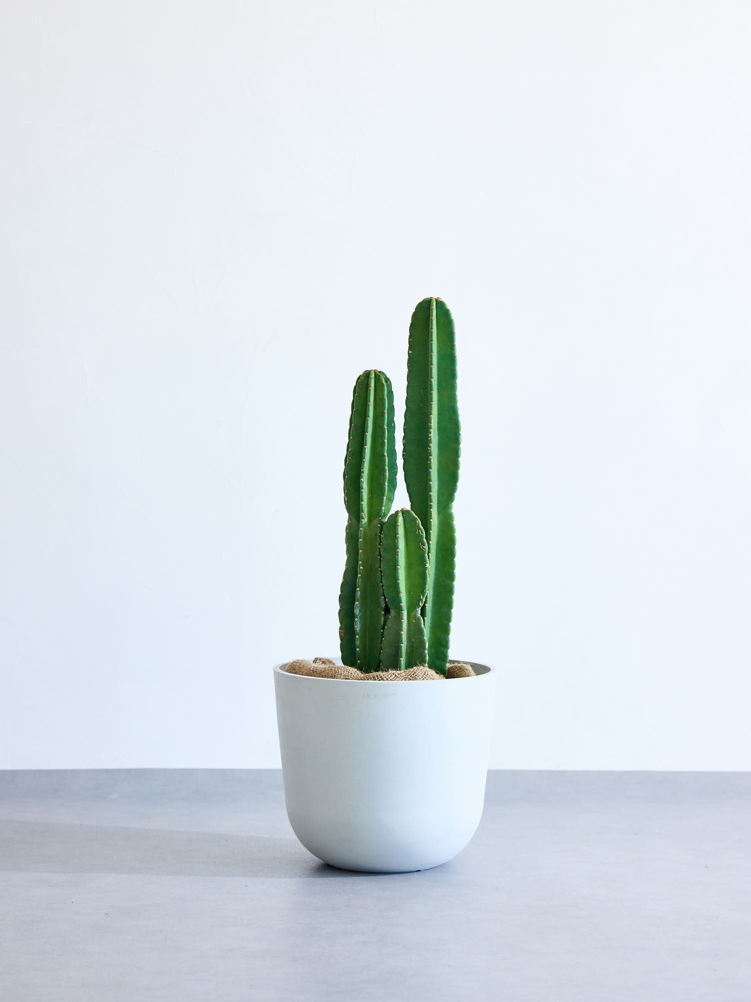 柱サボテン L | 観葉植物の通販 AND PLANTS (アンドプランツ)