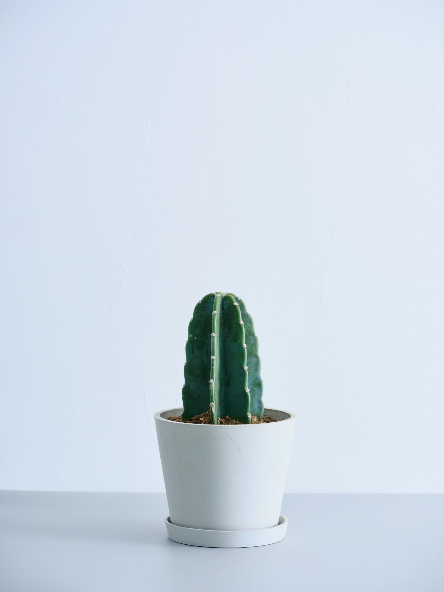 grafted　adam　silverman　叢　限定品　サボテン　多肉植物　鉢 Grafted: Plants by Kohei Oda ＆ Pots by Adam Silverman