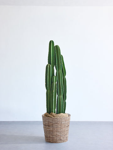 柱サボテン XL【全国発送可能】(バナナリーフバスケット ブラウン)
