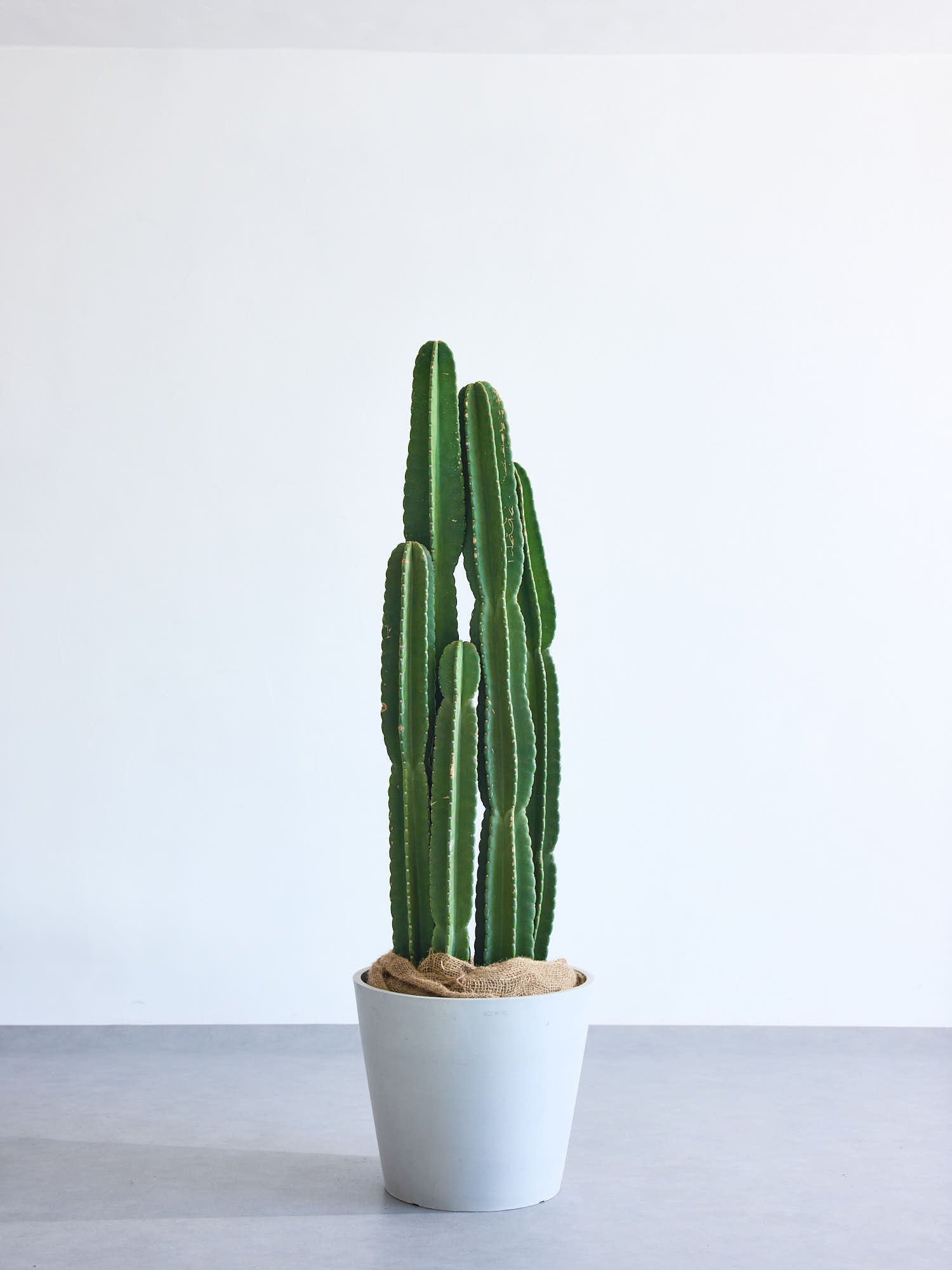 柱サボテン XL 【全国発送可能】 | 観葉植物の通販 AND PLANTS (アンド