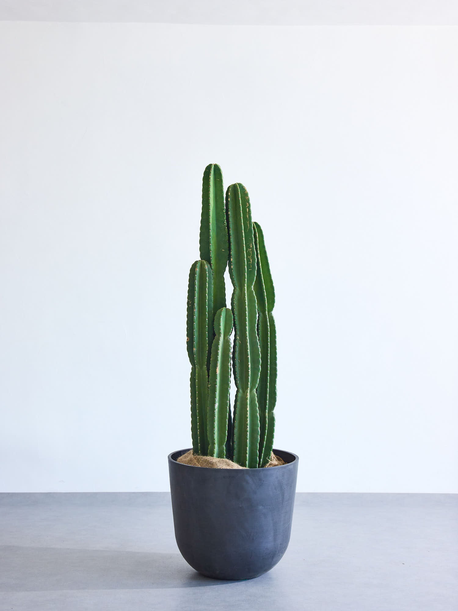 ワイルドプランツ♡柱サボテン♡観葉植物 product-image_peruvianapple-
