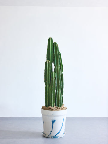 柱サボテン XL【全国発送可能】(アーバンプランツポット マーブルミルク)