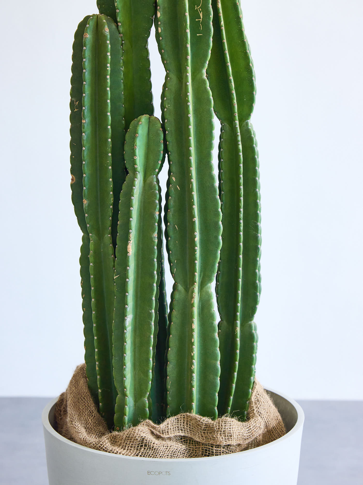 柱サボテン　13株セット❗　① 柱サボテン XL 【全国発送可能】 | 観葉植物の通販 AND PLANTS (アンド