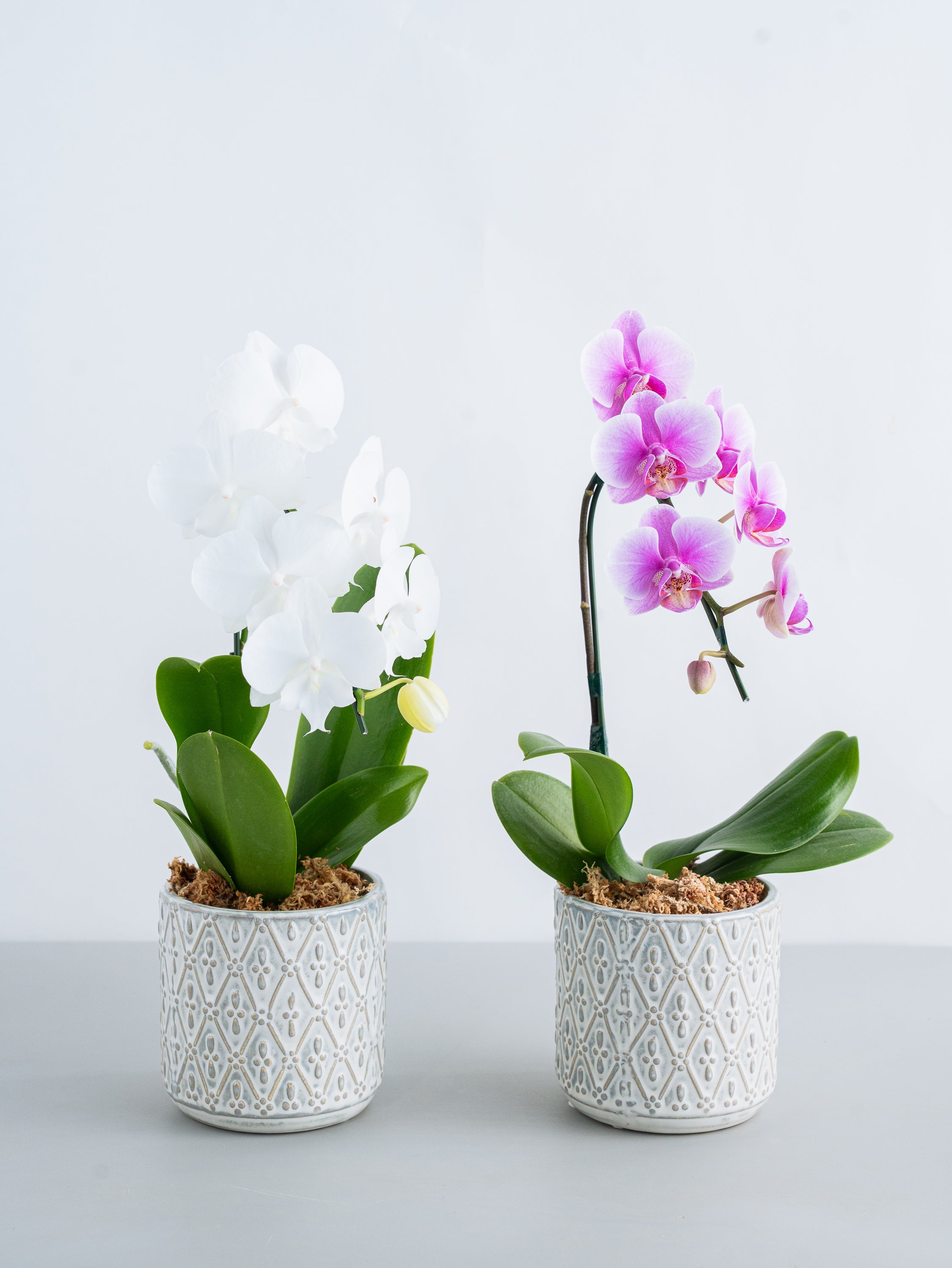 胡蝶蘭ミディ1本立 ピンク | 胡蝶蘭の通販ならAND PLANTS（アンド