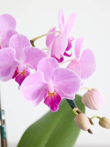 【母の日】胡蝶蘭ミディ 1本立 Table-S ピンク