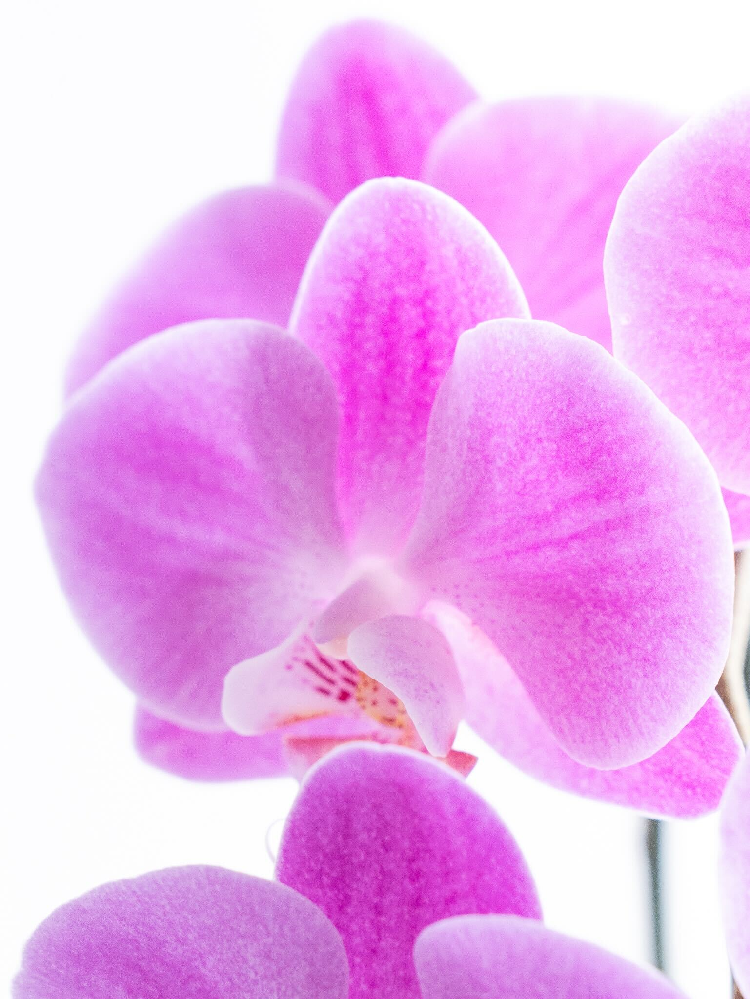 ꫛꫀꪝ✧‧˚シーグラスアート「心の華 ~幸せの胡蝶蘭 ~」ピンク　レアカラー ꫛꫀꪝ✧‧˚シーグラスアート「心の華 ~幸せの胡蝶蘭 ~」ピンク