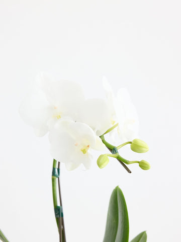【母の日】胡蝶蘭ミディ 1本立 Table-S 白