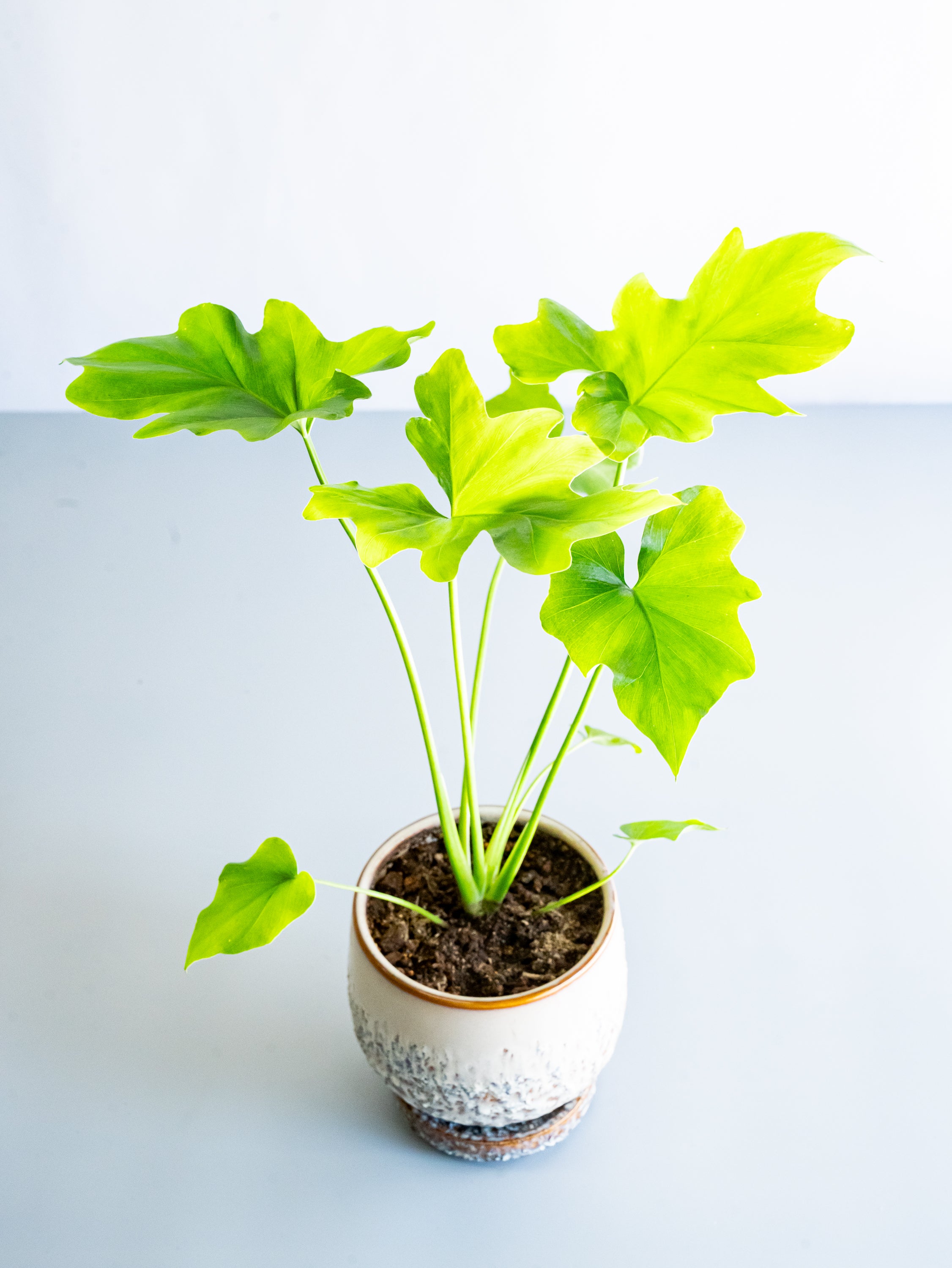 【一点もの】セローム Table-M #3