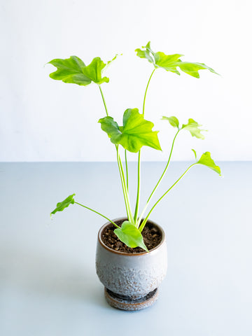 【一点もの】セローム Table-M #1