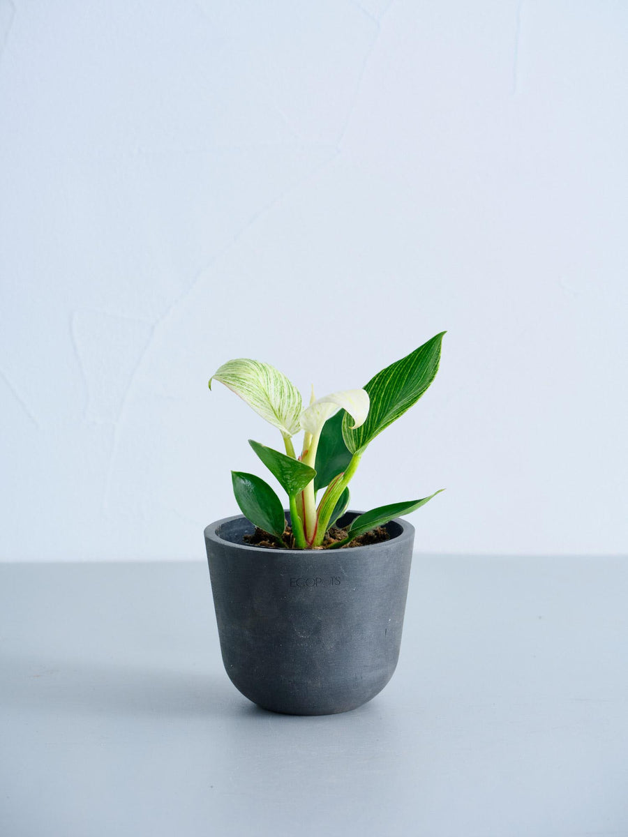 フィロデンドロン・バーキン 3号 | 観葉植物の通販 AND PLANTS (アンド