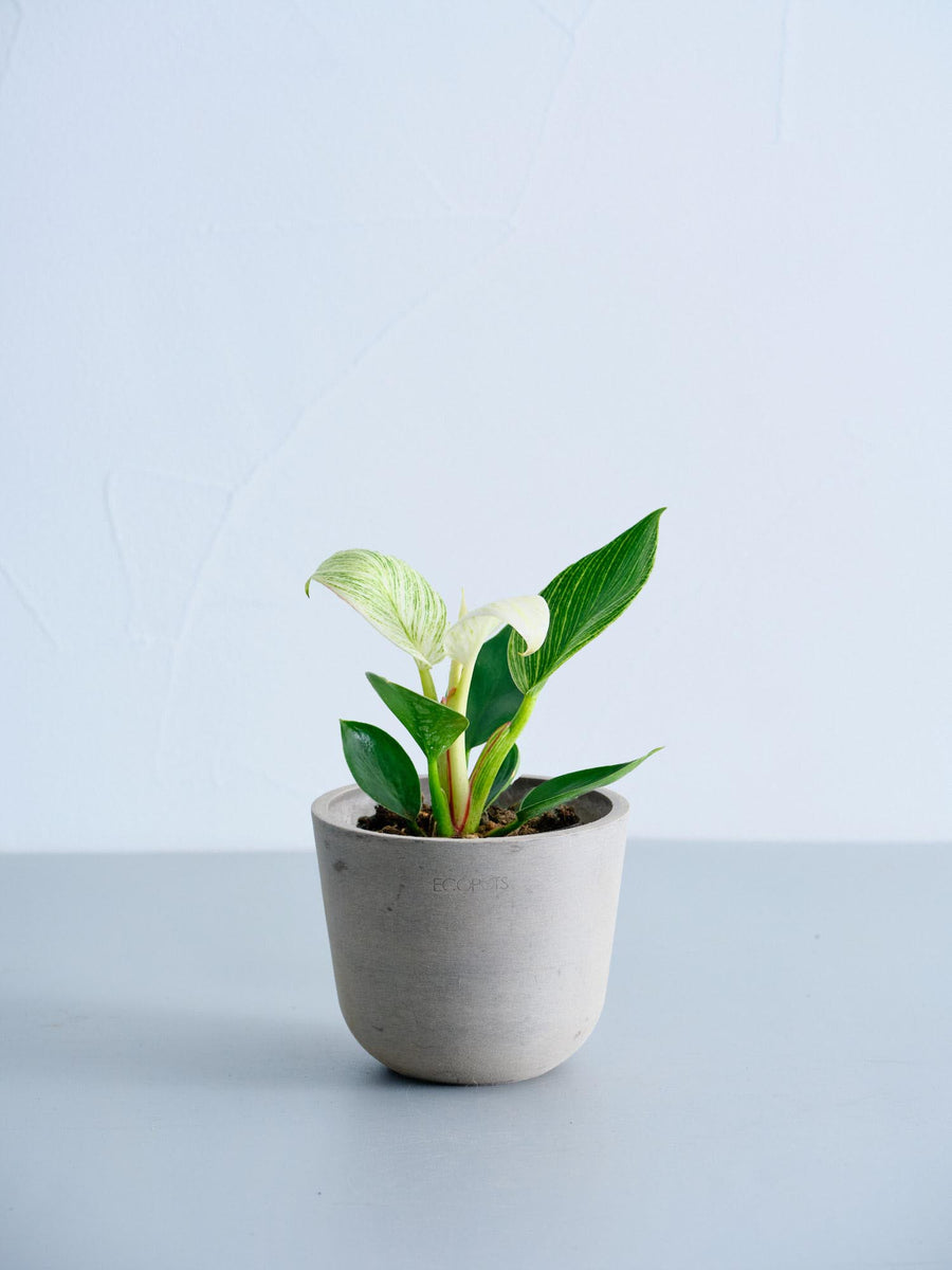 フィロデンドロン　3種セット フィロデンドロン・バーキン 3号 | 観葉植物の通販 AND PLANTS (アンド