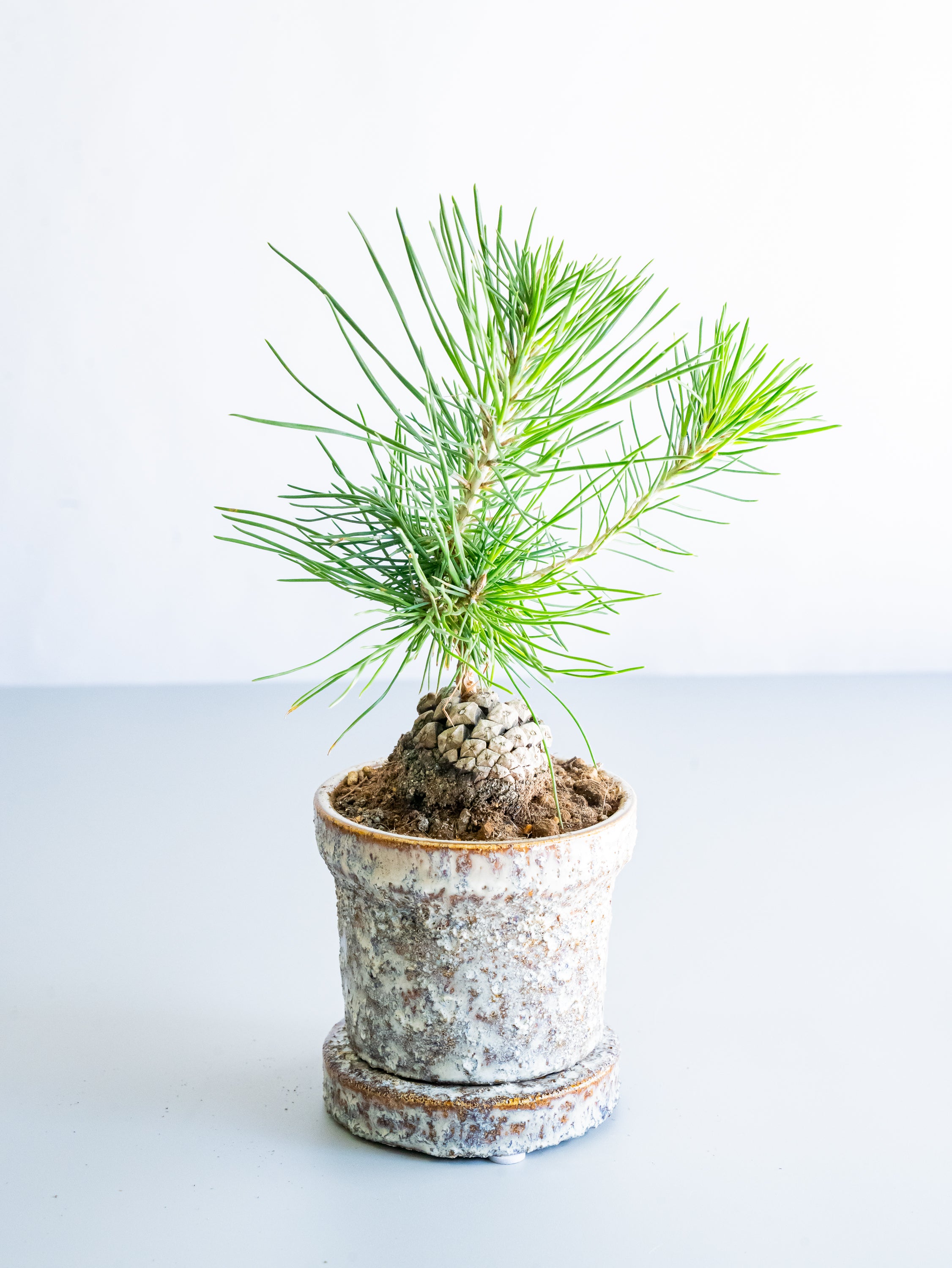 【一点もの】松ぼっくり松  Table-S #12