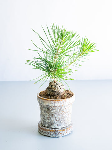 【一点もの】松ぼっくり松  Table-S #12