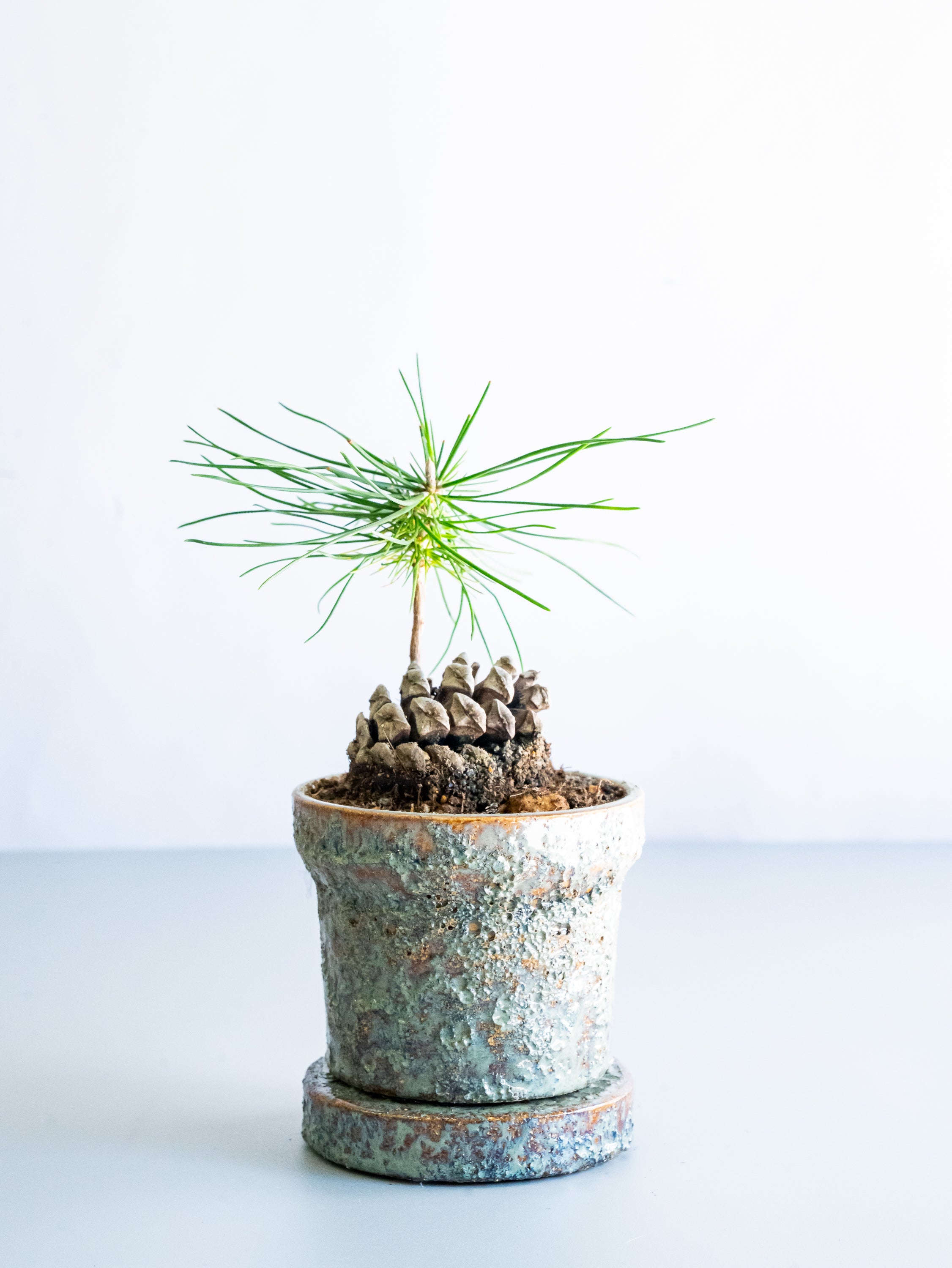 【一点もの】松ぼっくり松  Table-S #10