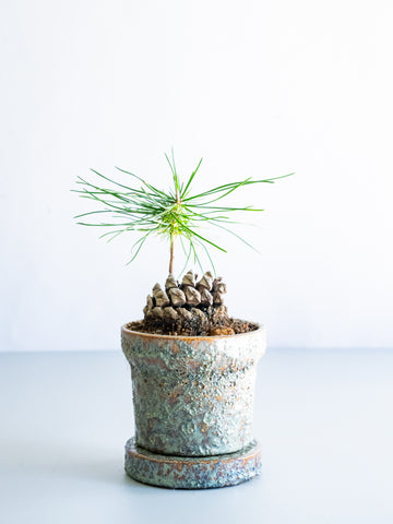 【一点もの】松ぼっくり松  Table-S #10