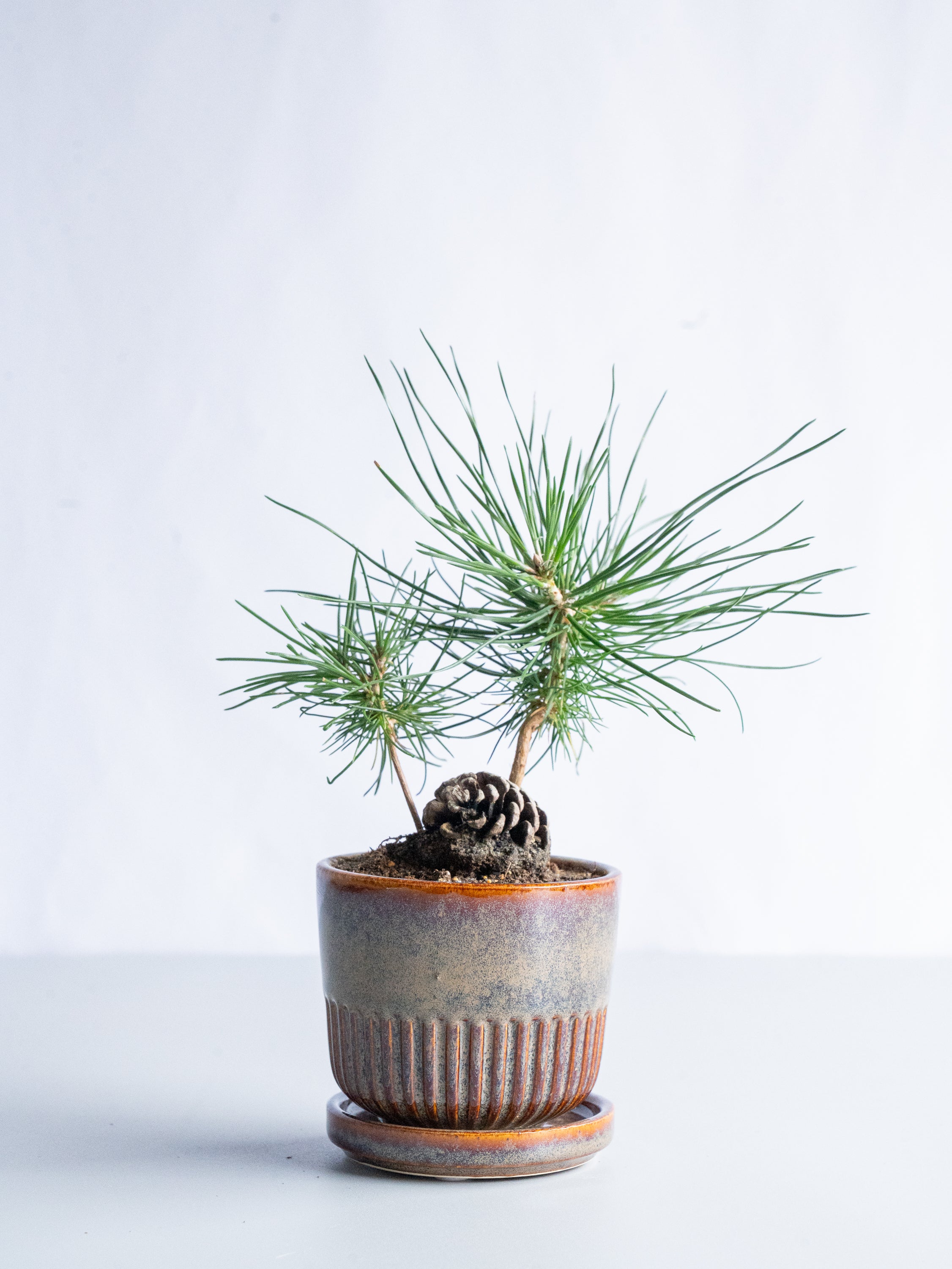 【一点もの】松ぼっくり松  Table-S #9