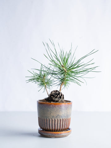 【一点もの】松ぼっくり松  Table-S #9