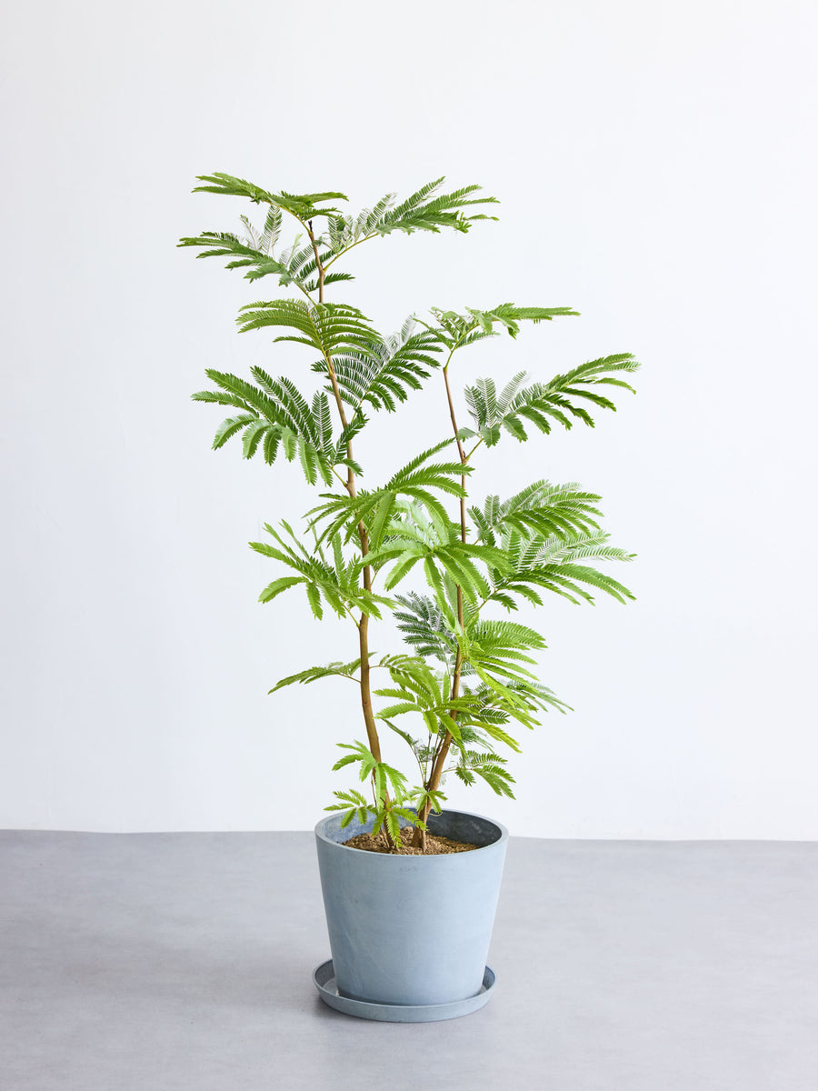 エバーフレッシュ 10号 | 観葉植物の通販 AND PLANTS (アンドプランツ)