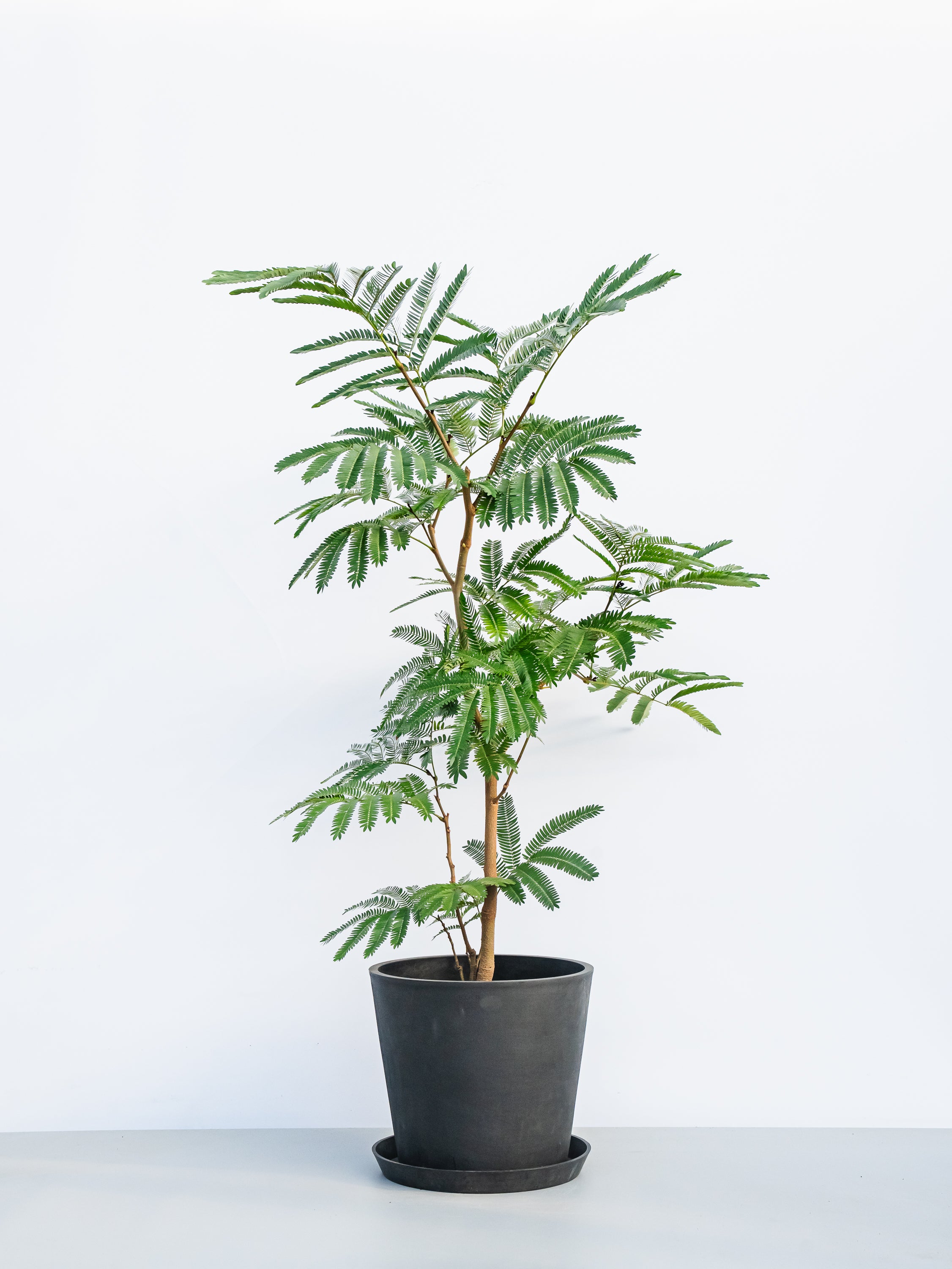 エバーフレッシュ L | 観葉植物の通販 AND PLANTS (アンドプランツ)