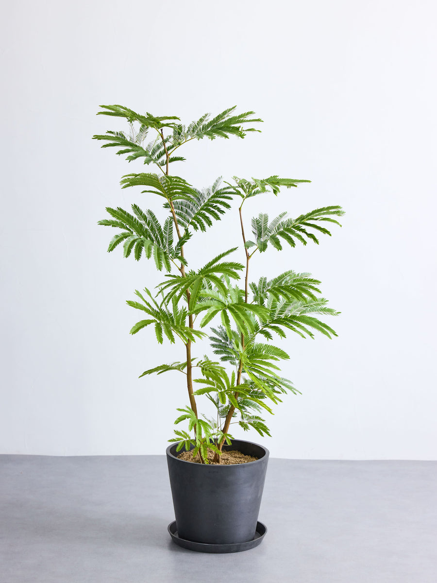 エバーフレッシュ 10号 | 観葉植物の通販 AND PLANTS (アンドプランツ)